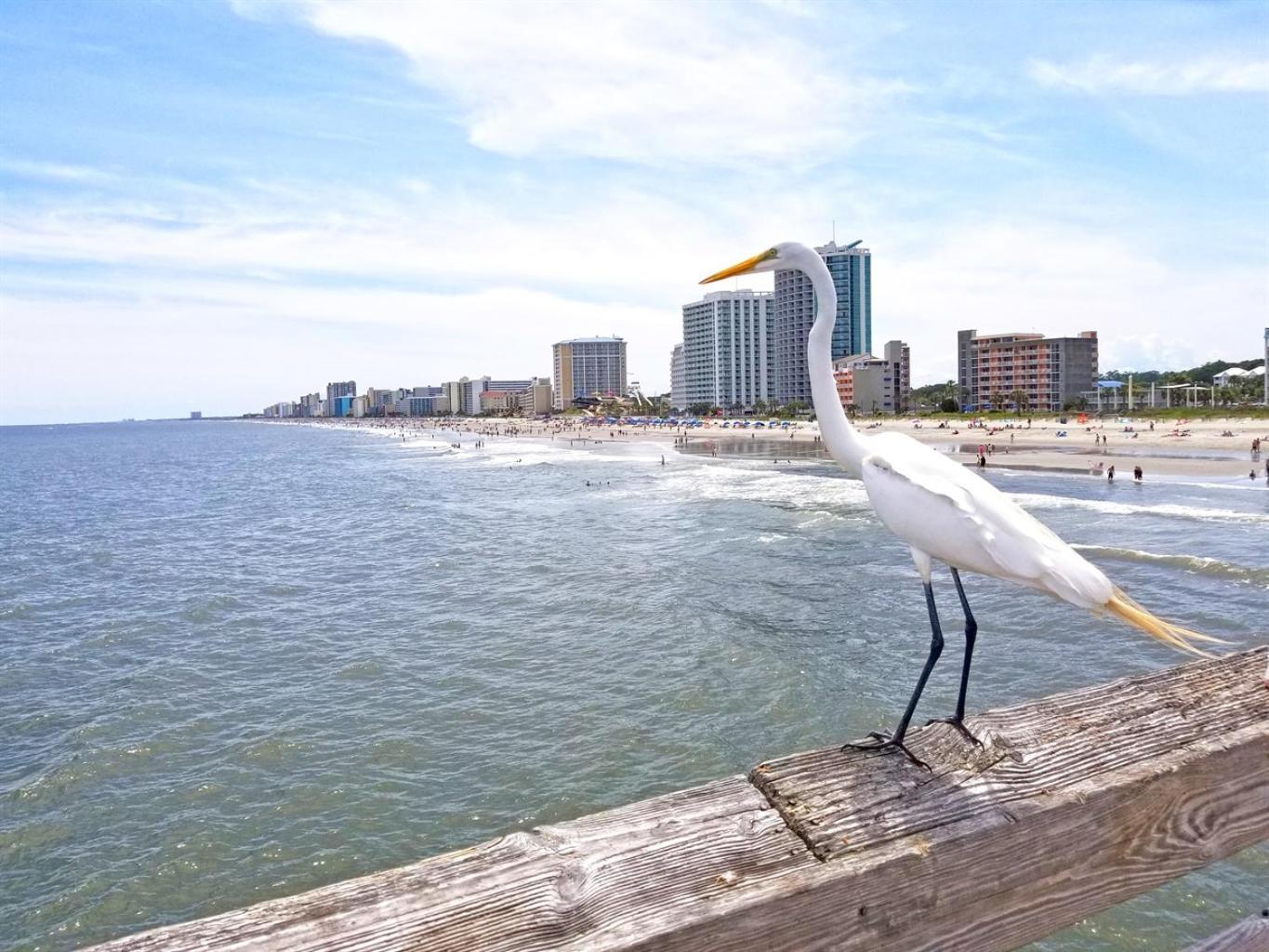 Appartement New Modern, Direct Oceanfront, Boardwalk, Views! à Myrtle Beach Extérieur photo